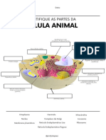 Atividade células - Ciências 6º ano @profjuliapaes