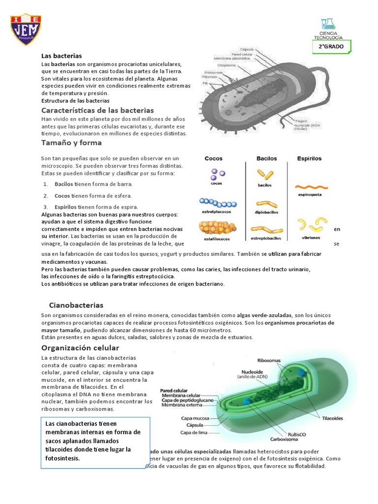 Estructura y función de las bacterias | PDF | Las bacterias ...