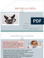 Anatomía del órgano de la visión