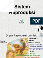 Sistem Reproduksi