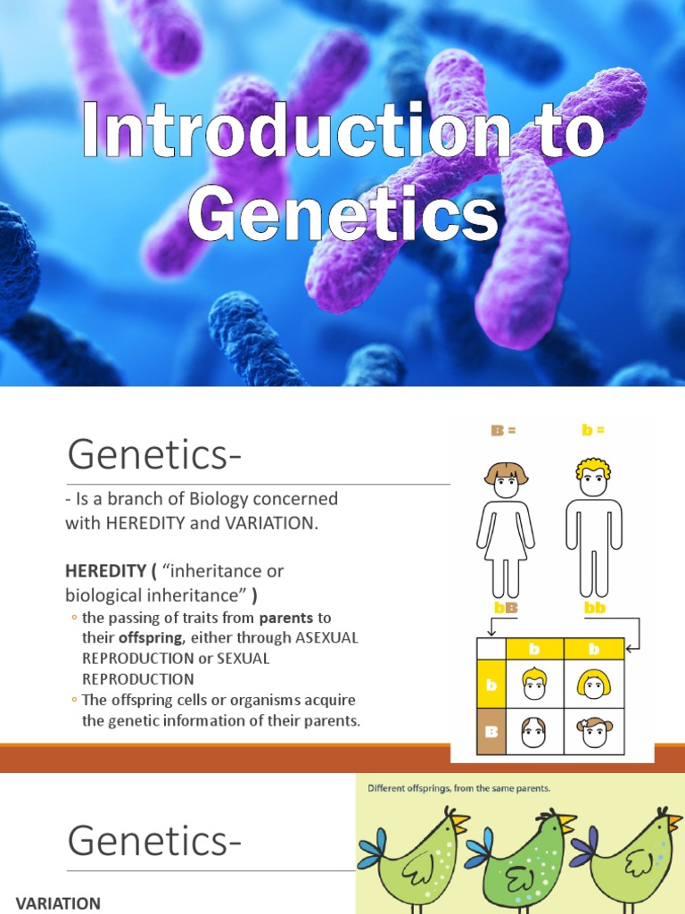 Intro to Genetics | PDF | Genetics | Dominance (Genetics)