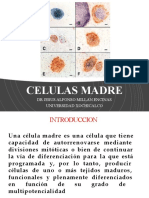 Células Madre: Características, Tipos y Aplicaciones