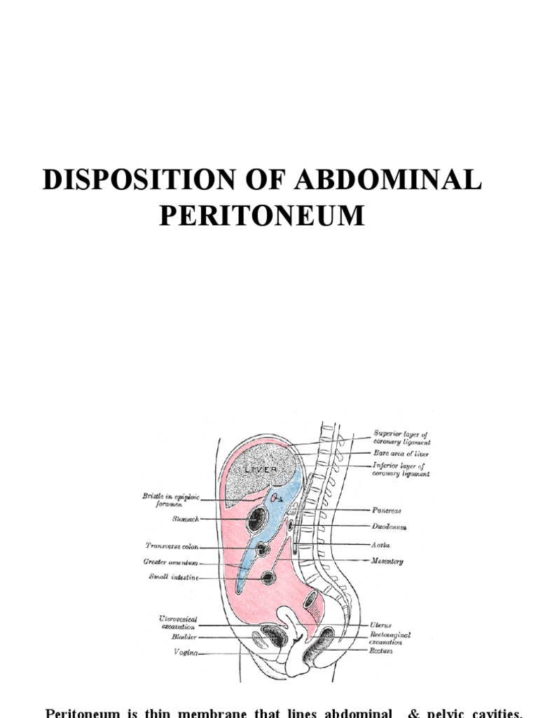 Anatomy of the Peritoneum A Comprehensive Guide to the Layers, Reflections, and Structures of