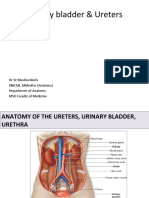 Urinary Bladder & Ureters: DR W Mushiwokufa MBCHB, Mmedsci (Anatomy) Department of Anatomy Msu Faculty of Medicine