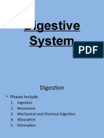 Digestive System