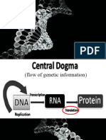 The flow of genetic information from DNA to protein