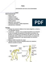 Anatomia, Histologia y Embriologia Del Aparato Genital