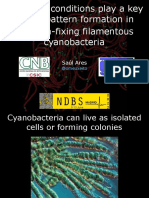 Boundary Conditions Play A Key Role in Pattern Formation in Nitrogen-Fixing Filamentous Cyanobacteria