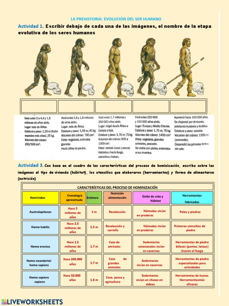 Etapas de la Evolución Humana | PDF | Homo | Evolución humana
