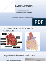 Marcapasos Anatomia