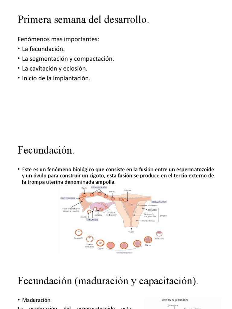 Desarrollo embrionario en la primera semana | PDF | Implantación ...