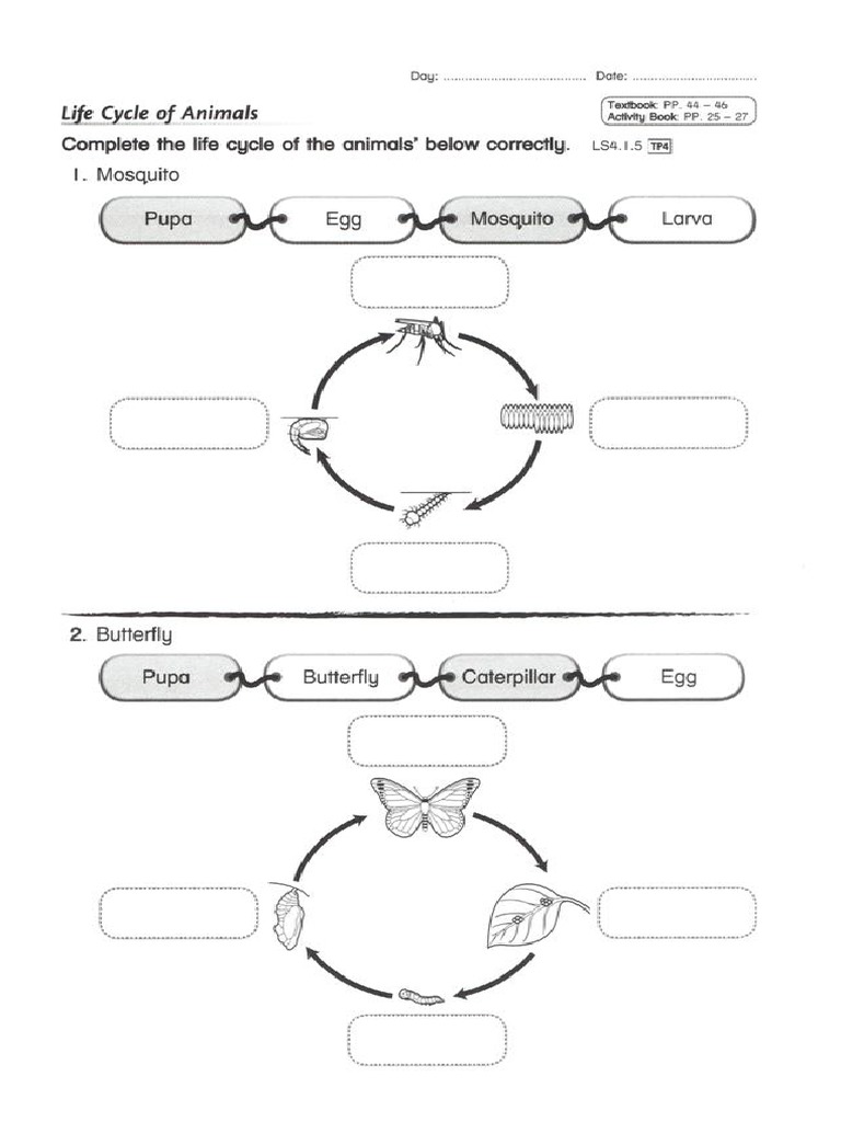 Life Cycle | PDF