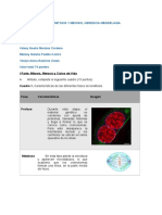 Reporte Práctica 8 - Mitosis y Meiosis, Herencia Mendeliana