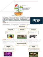 C.TEC-Recortable N°13-Componentes Vivos de Los Ecosistemas - Cop