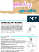 Glucogenesis y Glycolisis
