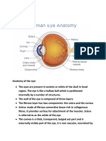 Anatomy of the Eye: Structures and Functions