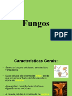 Características e importância dos fungos