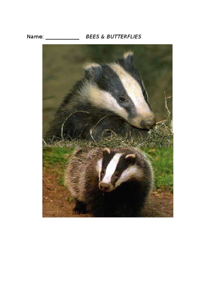 Tuesdays Lesson Badger B&B | PDF