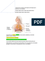 Anatomía Del Pulmón