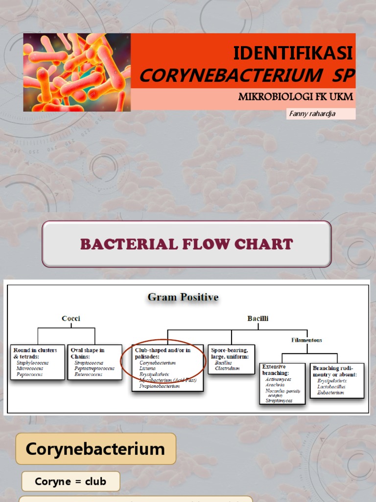 Corynebacterium SP: Identifikasi | PDF