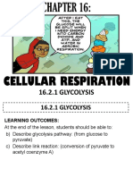 16.2.1 GLYCOLYSIS: Cellular Respiration