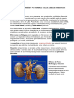 Anatomia Del Riñón y Pelvis Renal en Los Animale Domesticos