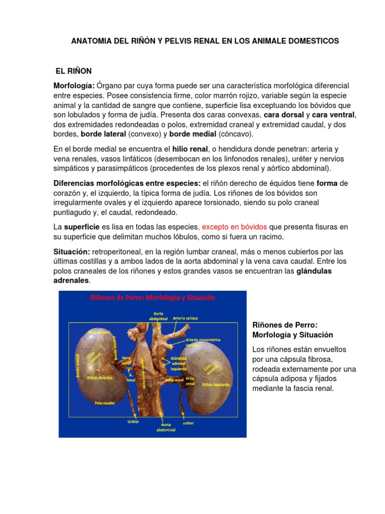 Anatomía del Riñón y Pelvis Renal en Animales | PDF | Riñón | Abdomen