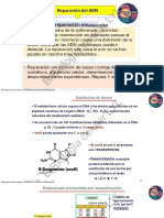 7 - Reparación Del Adn, Diferenciación Celular