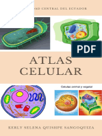 Partes y funciones de las células eucariotas