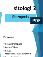 Rhizopoda