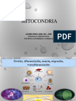 2 Mitocondria