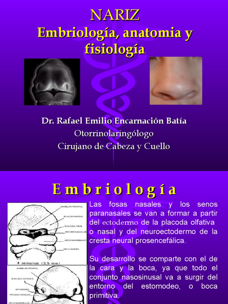 Embriología y Anatomía de la Nariz | PDF | Nariz humana | Medicina CLINICA