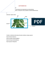Actividad s5 Botanica