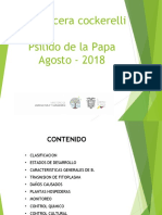 Presentaciones Power Point Punta Morada Papa