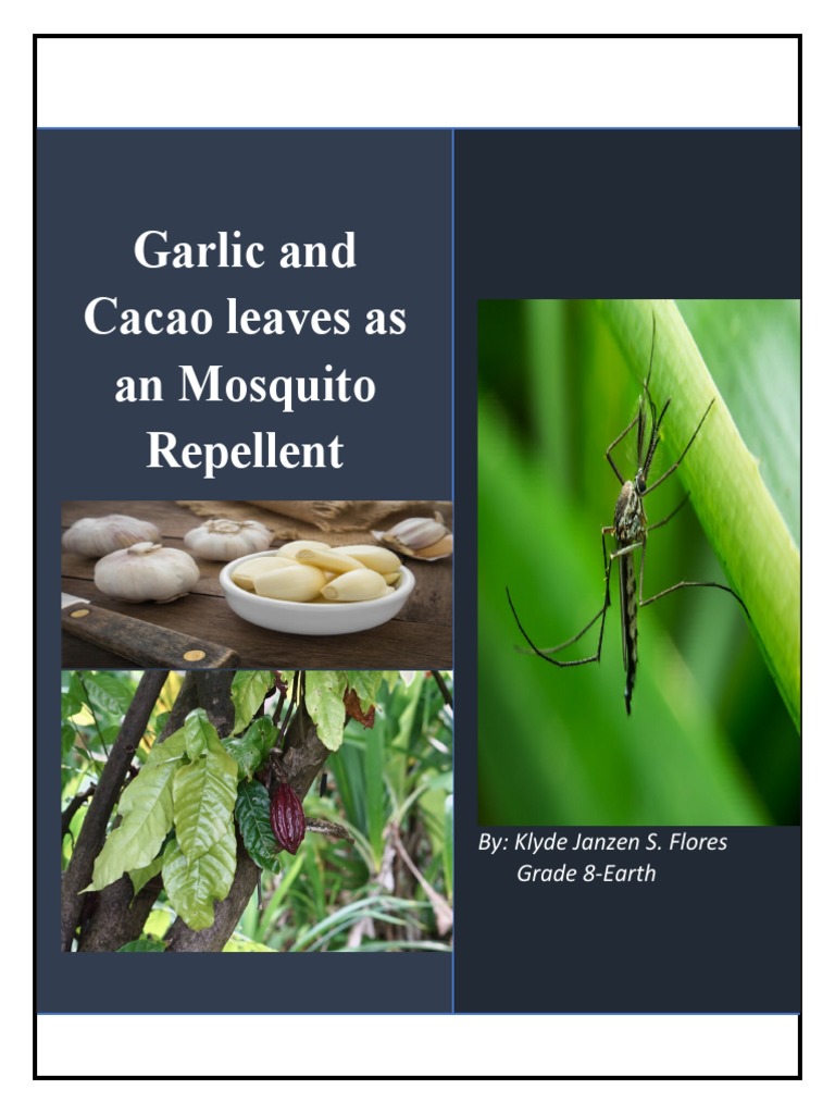 Garlic and Cacao Leaves As An Mosquito Repellent By Klyde Janzen S