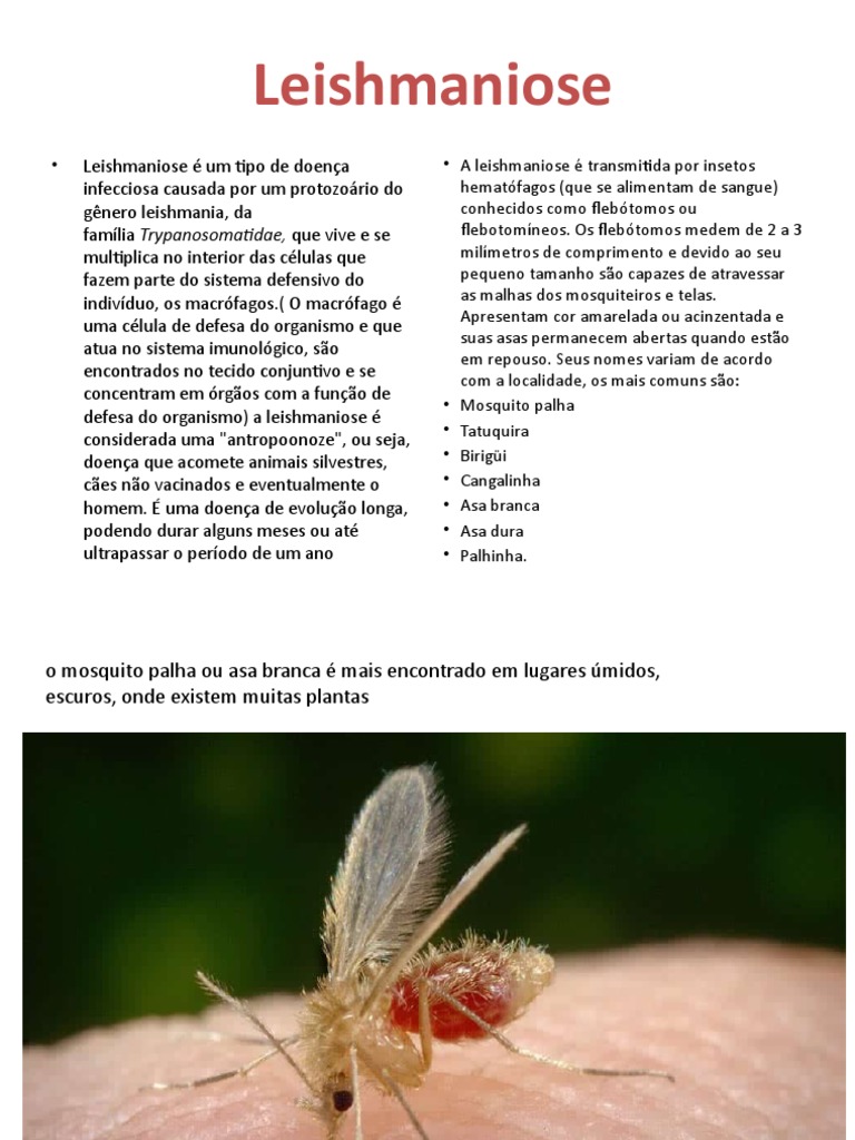 Leishmaniose Trabalho Completo | PDF | Especialidades médicas ...