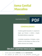 Sistema Genital Masculino: Órgãos e Funções em