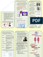 Triptico El Sistema Muscular