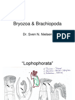Bryozoa y Brachiopoda: Organismos filtradores del pasado y presente