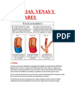 Arteria Vena y Capilar