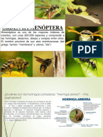 7ma Sesión HYMENOPTERA JULIO 2022