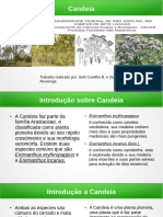 Candeia Powerpoint