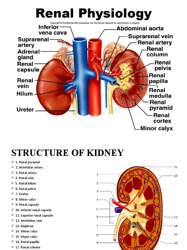 Urinary System | PDF | Kidney | Angiotensin