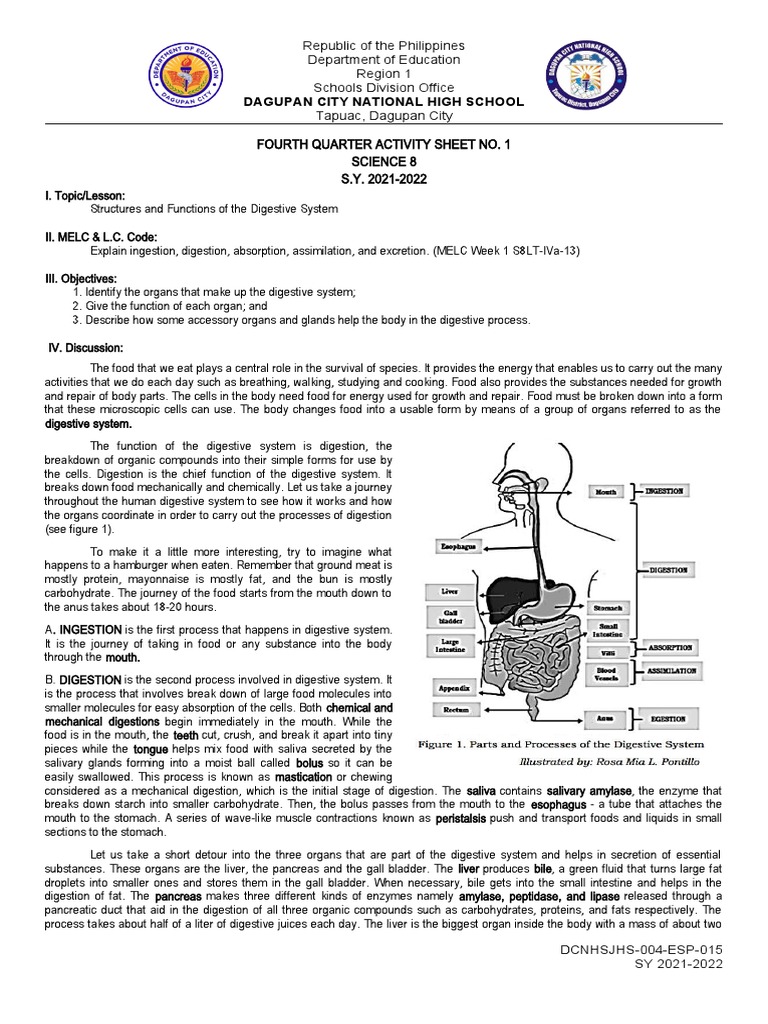Digestive System Functions in Science 8 | PDF | Small Intestine | Human ...