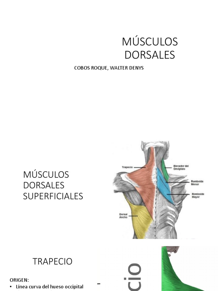 Anatomía de los músculos dorsales | PDF | La columna vertebral | Anatomía