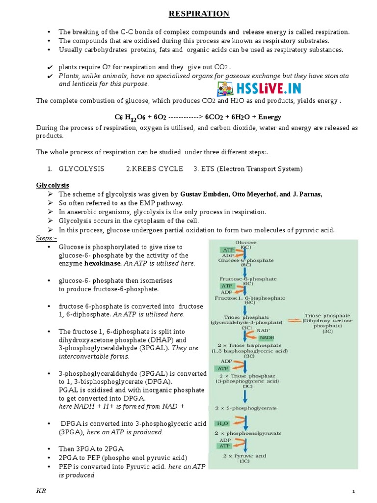 Hsslive XI Botany Ch10 Respiration PDF Cellular Respiration Diet