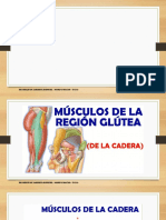Musculos de La Cadera, Region Glutea, Muslo, Pierna y Pie