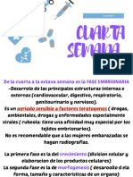 Semana 4 Embriologia