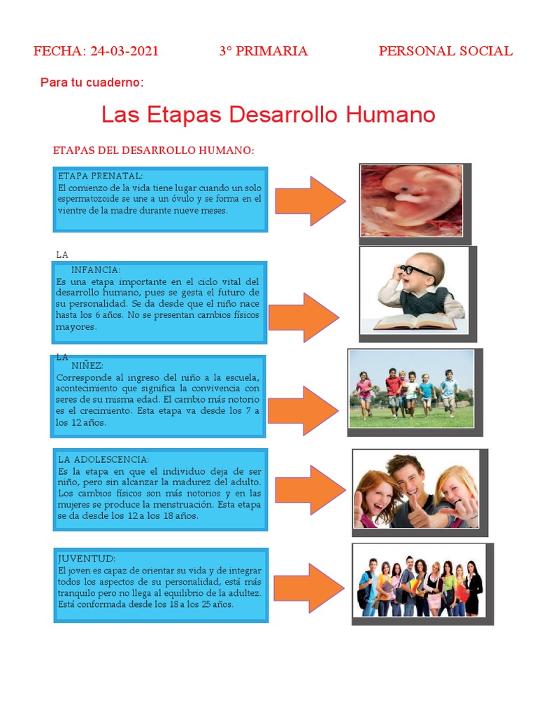 Etapas del Desarrollo Humano en Primaria | PDF | Adultos | Adolescencia