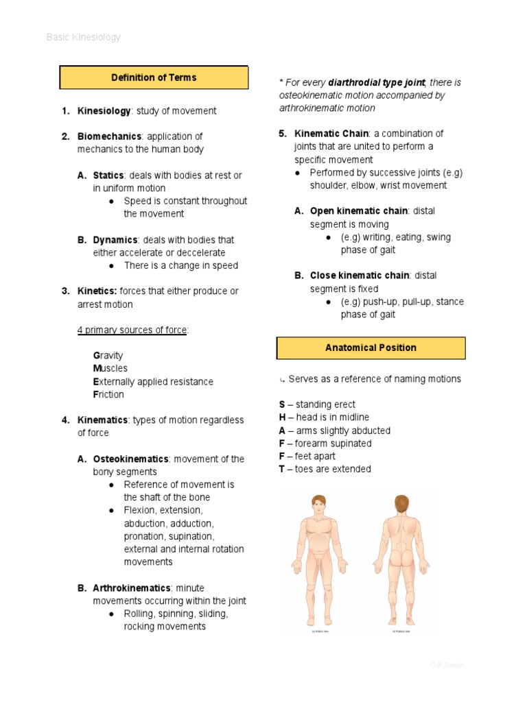 Basic Kinesiology PDF Anatomical Terms Of Motion Joints